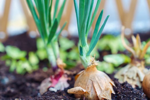 Sprouted green onion bulbs in the ground.