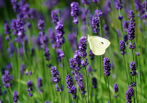 Beautiful white butterfly in a lavender plant