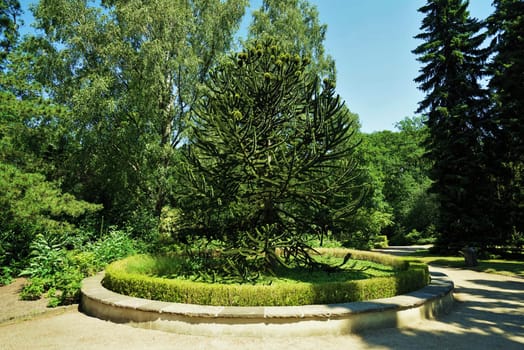 Chilean fir monkey puzzle tree under blue sky in summer