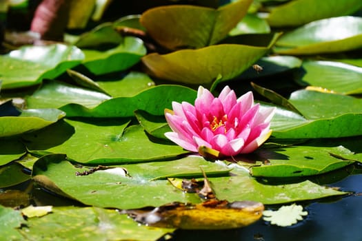 Beautiful red water lily in a pond