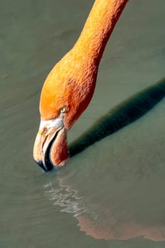 Phoenicopterus ruber known as American or Caribbean flamingo - Peninsula de Zapata / Zapata Swamp, Cuba