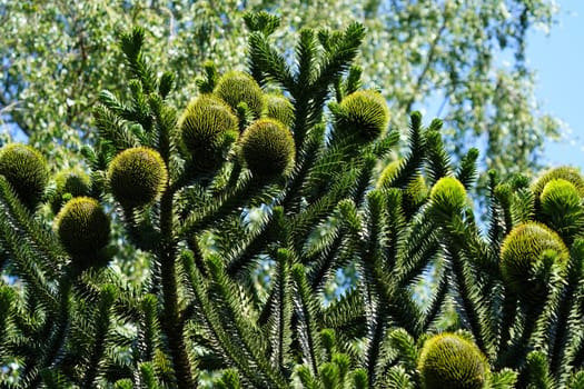 Chilean fir monkey puzzle tree under blue sky in summer