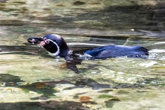 Swimming humboldt penguin (Spheniscus humboldti) - Chile