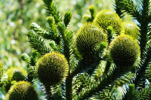 Chilean fir monkey puzzle tree under blue sky in summer
