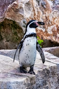Humboldt penguin (Spheniscus humboldti) - Chile