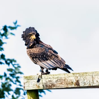 The bateleur (Terathopius ecaudatus) is a medium-sized eagle in the family Accipitridae