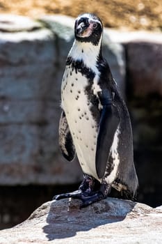 Humboldt penguin (Spheniscus humboldti) - Chile