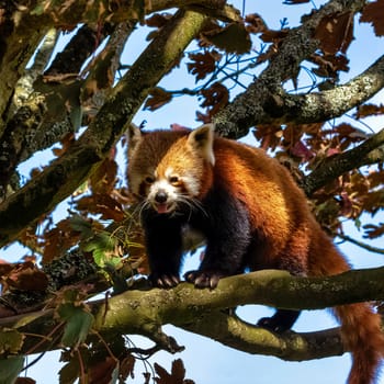 Red panda (Ailurus fulgens) known as lesser panda, the red bear-cat, or cat-bear