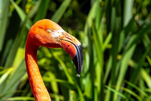 Phoenicopterus ruber known as American or Caribbean flamingo - Peninsula de Zapata / Zapata Swamp, Cuba