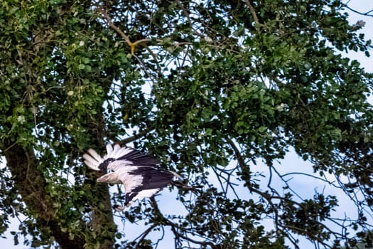 Flying palm-nut vulture (Gypohierax angolensis) known as vulturine fish eagle