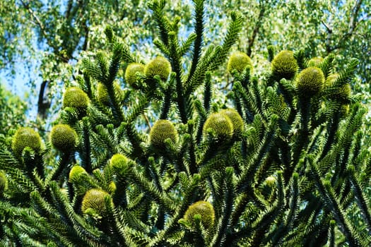 Chilean fir monkey puzzle tree under blue sky in summer