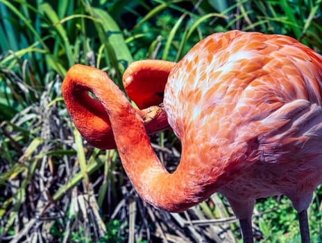 Phoenicopterus ruber known as American or Caribbean flamingo - Peninsula de Zapata / Zapata Swamp, Cuba