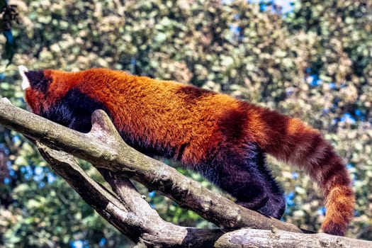 Red panda (Ailurus fulgens) known as lesser panda, the red bear-cat, or cat-bear