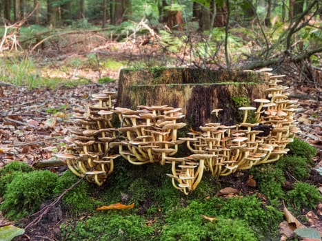 Low angle view of an old tree stump overgrown with umbrella fungi and moss in a small forest clearing.