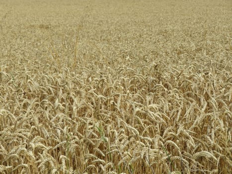 field cereal landscape harvest dry food natural season