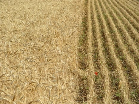 field cereal landscape harvest dry food natural season