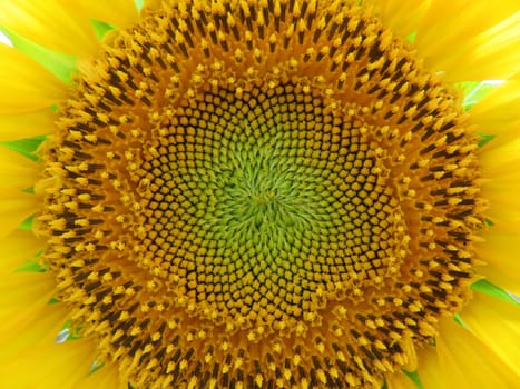 sunflower flower seeds natural food yellow large field sun