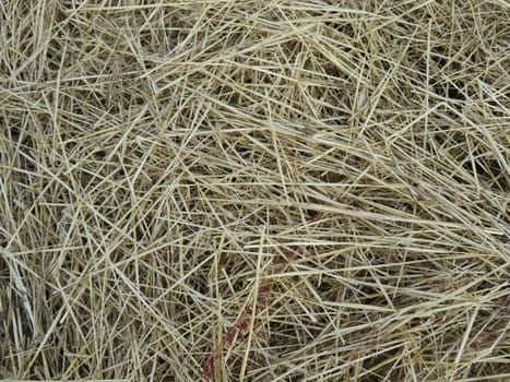field cereal landscape harvest dry food natural season