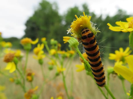 animal caterpillar insect flower food pest disgusting colors