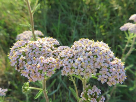 beautiful natural flowers insects fertile natural aroma spring