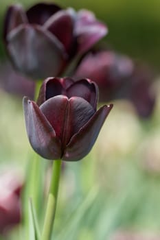 Dark tulips during flowering in spring in a park