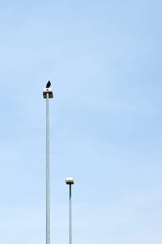 Crow on a lantern. Style of minimalism. Next to it place for text.