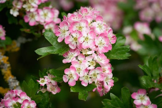 Pink flowering single seeded hawthorn, Crataegus monogyna during flowering in spring in a park