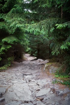 dark hiking trail from summit of Brocken towards Ilsenburg in Harz National Park in Germany