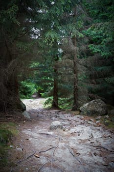 dark hiking trail from summit of Brocken towards Ilsenburg in Harz National Park in Germany