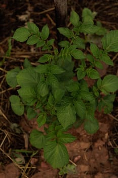 Green potato plant permaculture viewed from above