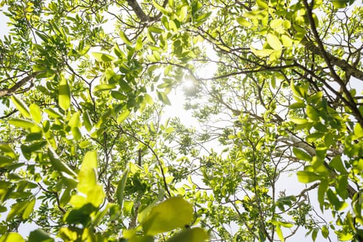 Natural forest green foliage of large walnut tree with beautiful sun light