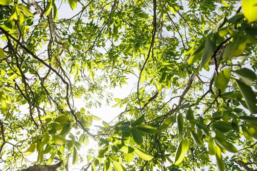 Natural forest green foliage of large walnut tree with beautiful sun light