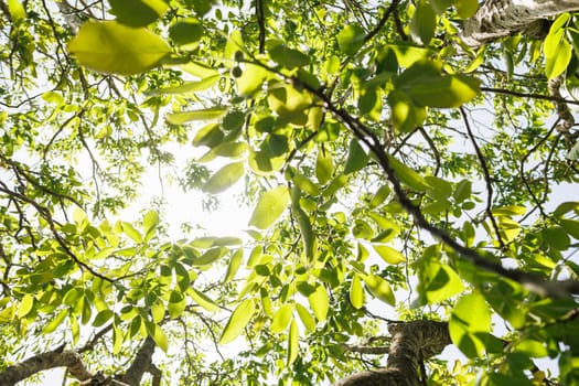 Natural forest green foliage of large walnut tree with beautiful sun light
