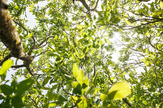 Natural forest green foliage of large walnut tree with beautiful sun light