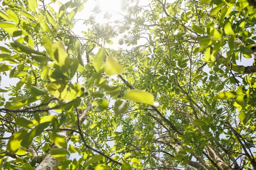 Natural forest green foliage of large walnut tree with beautiful sun light