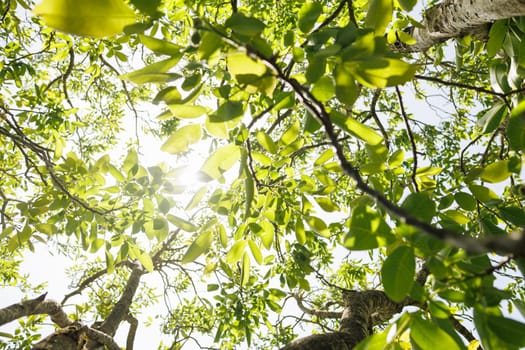 Natural forest green foliage of large walnut tree with beautiful sun light