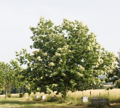 Honey bees boxes under large tree in summer