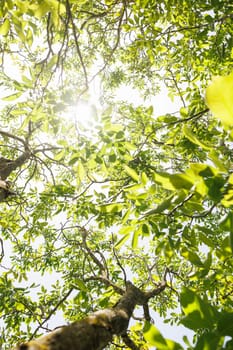Natural forest green foliage of large walnut tree with beautiful sun light