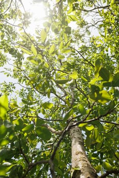Natural forest green foliage of large walnut tree with beautiful sun light