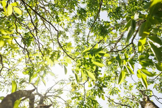 Natural forest green foliage of large walnut tree with beautiful sun light