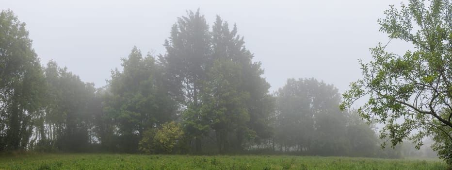 Foggy landscape with trees panoramic nature