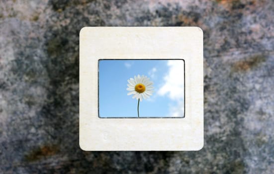 chamomile on slide film