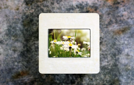 Flowers on slide film