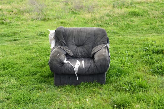 Old chair on green field