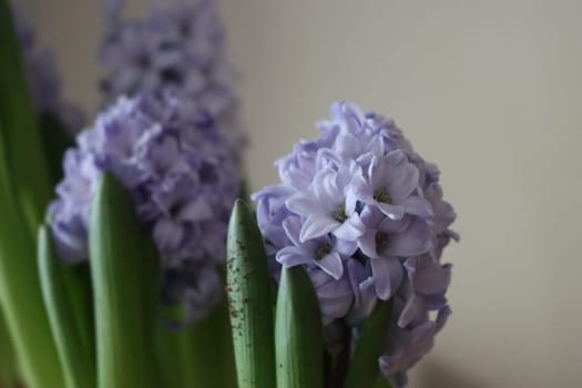 beautiful natural flowers aromatic spring romanticism gift