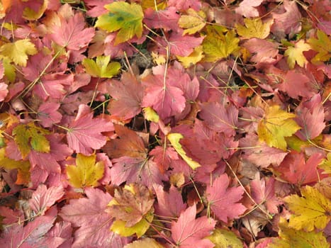 dried leaves fallen from the trees you make a nice carpet of colors