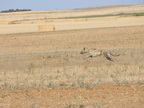 greyhound race fast dog domestic animal field hare hunting