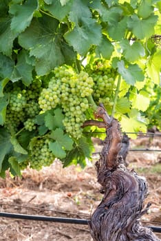 Closing of the bunches in a vineyard. Bunches of grapes with berries that swell before ripening. Traditional agriculture. Sardinia.