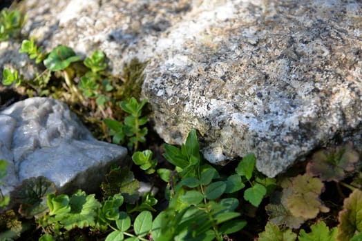 stone,plants,garden,pond,spring,background,stone garden,stones,rocks,granite