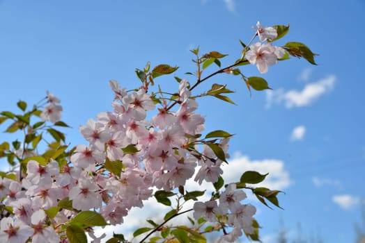Cherry Blossoms Garden